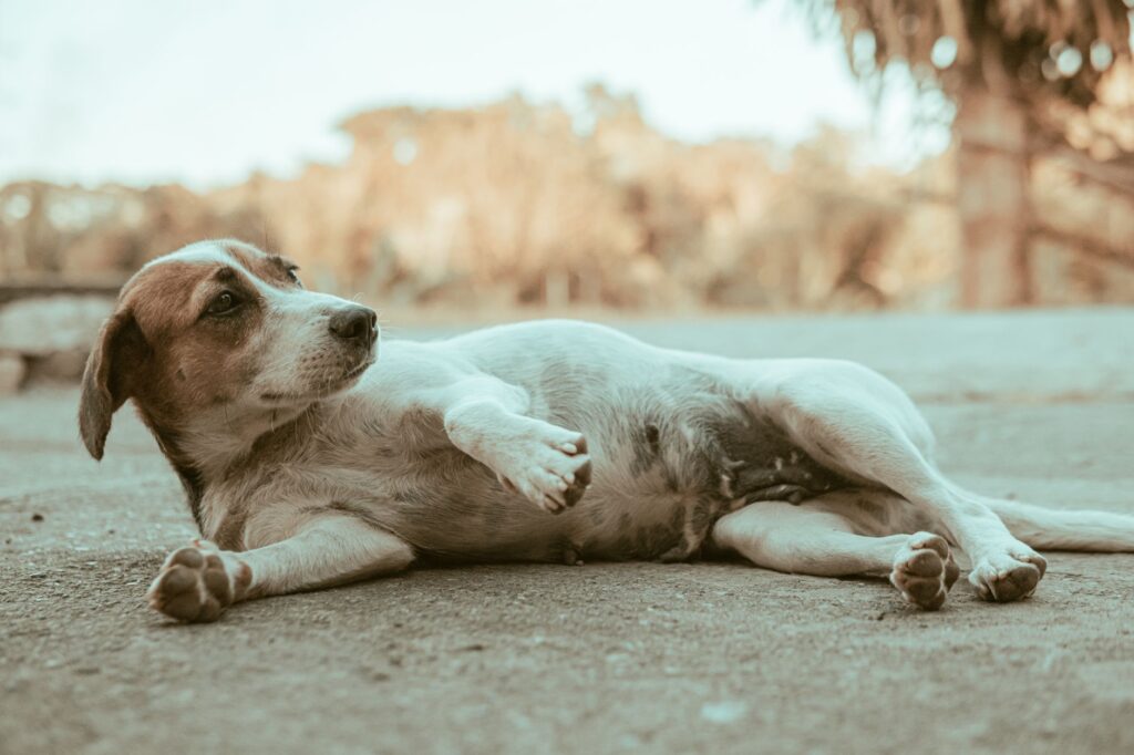 pregnant dog veterinary 20234996