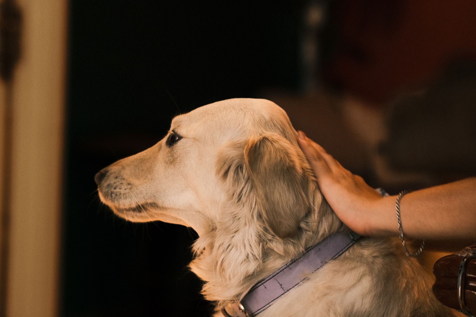 Veterinere Gitmeyi Erteleyenlerin En Çok Pişman...