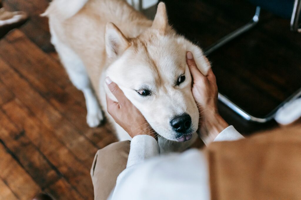 veterinary checkup 5745216