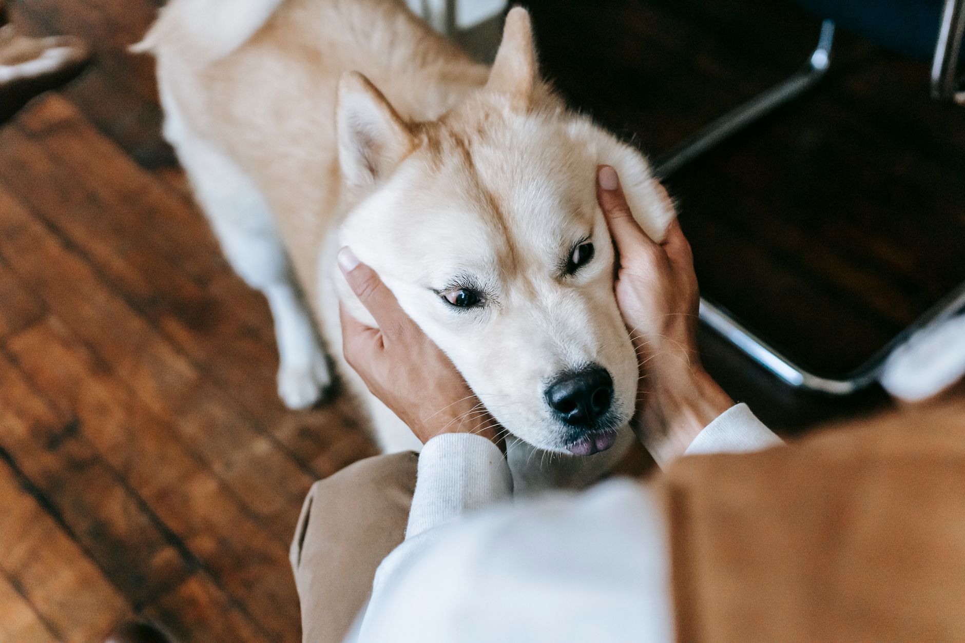Veterinere Gitmeyi Erteleyenlerin En Çok Pişman...