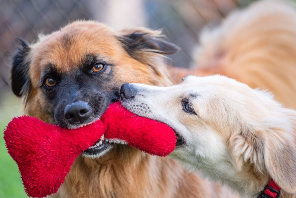 behavior dog 31703669