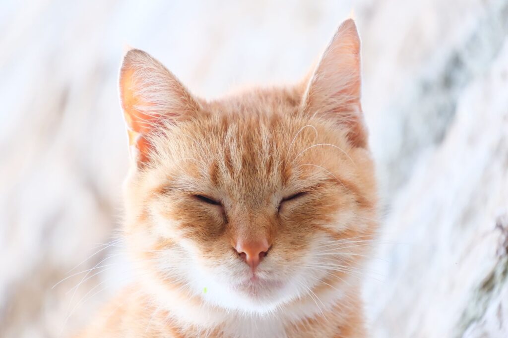 cat health 34193811