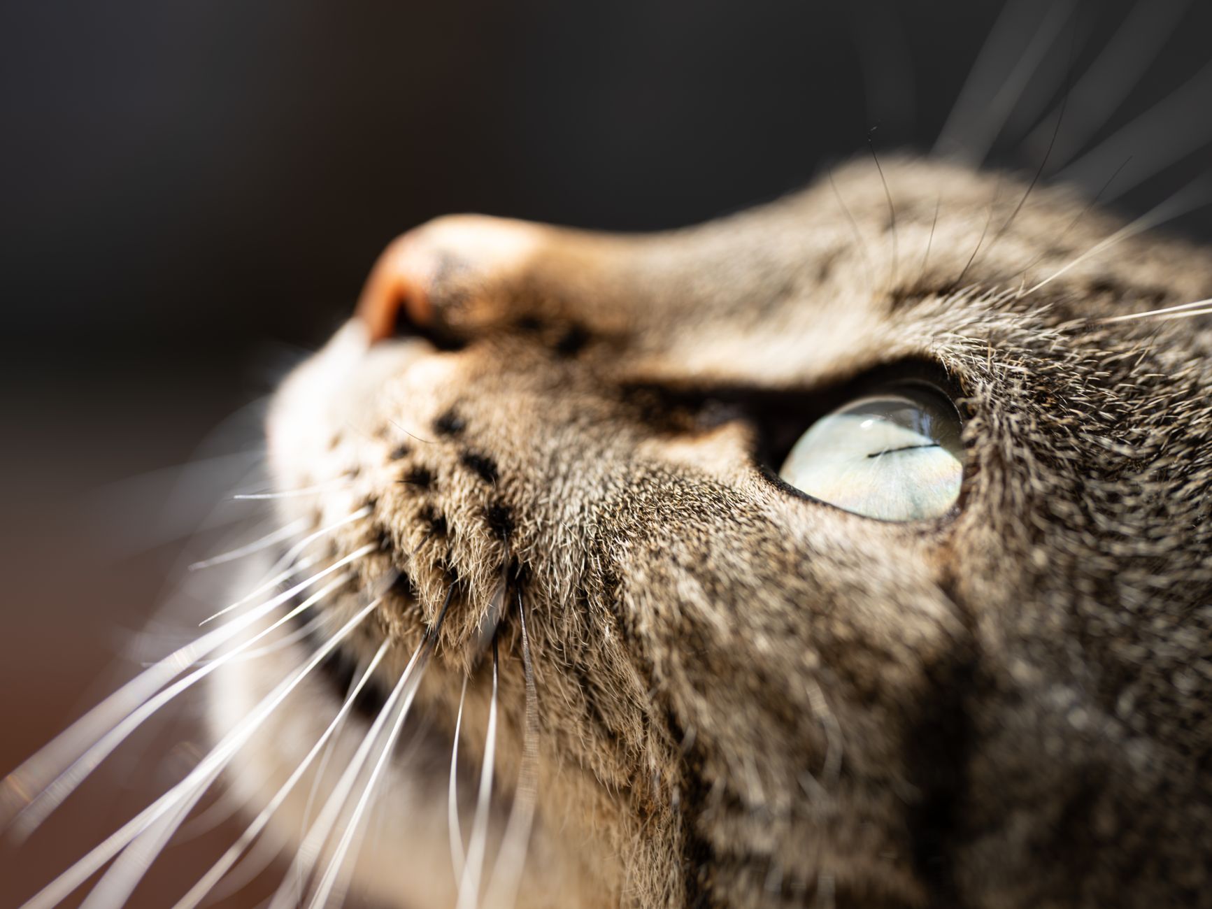 Kedilerde FIV ve FeLV Hakkında Bilmeniz Gerekenler