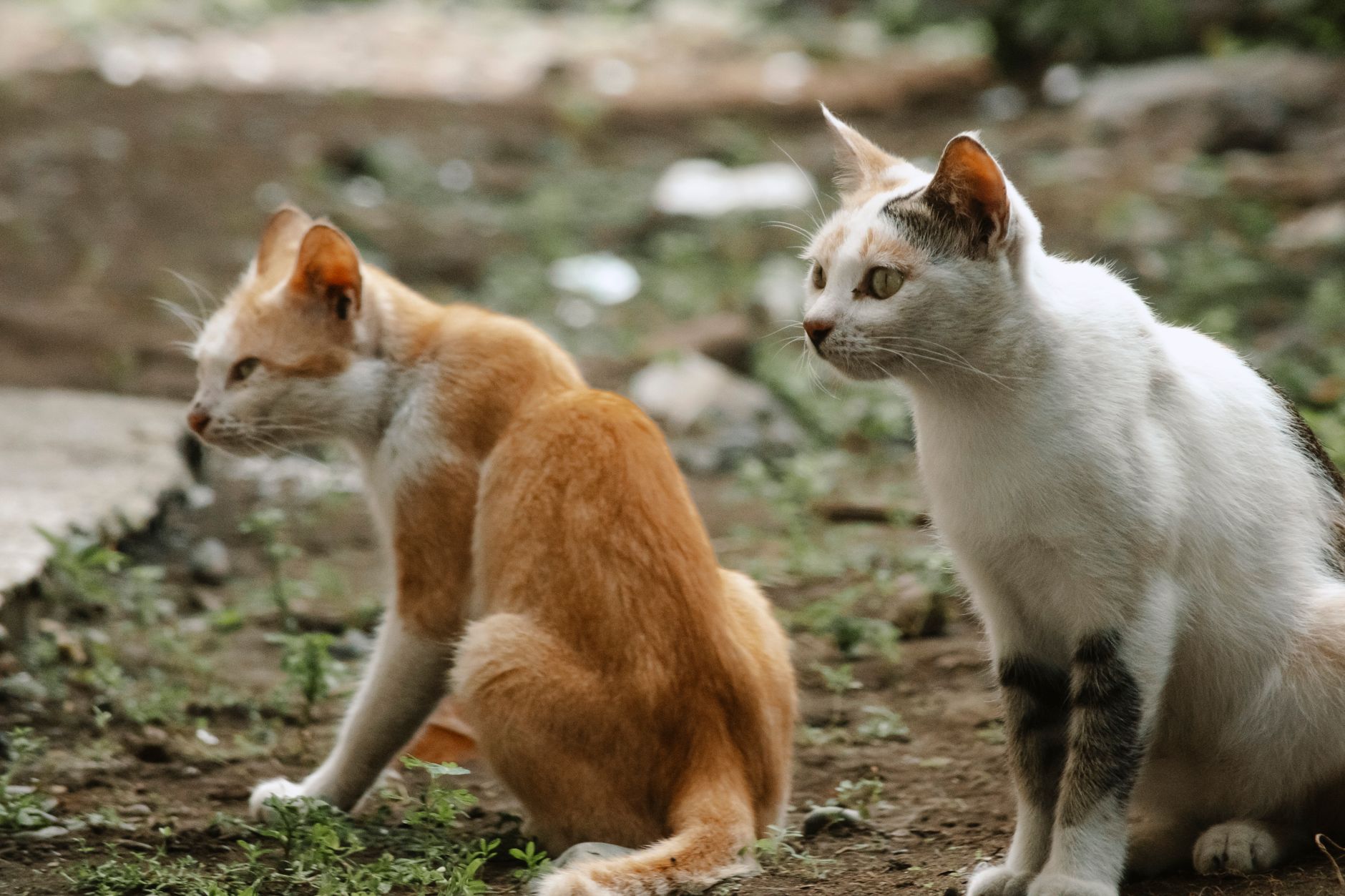 Kedi Kumu Seçimi ve Tuvalet Eğitimi Rehberi