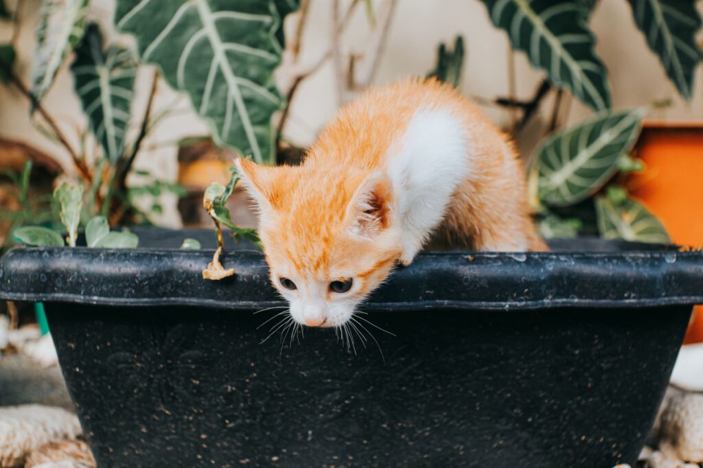 cat toxic plants 15958816