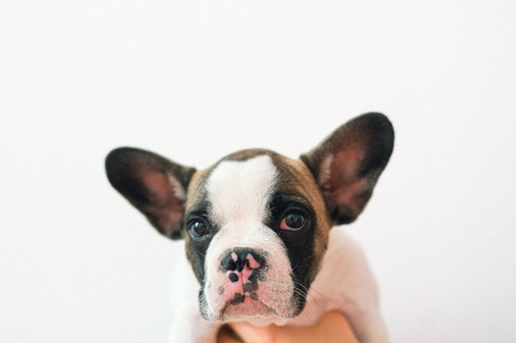 dog ear infection 4587965