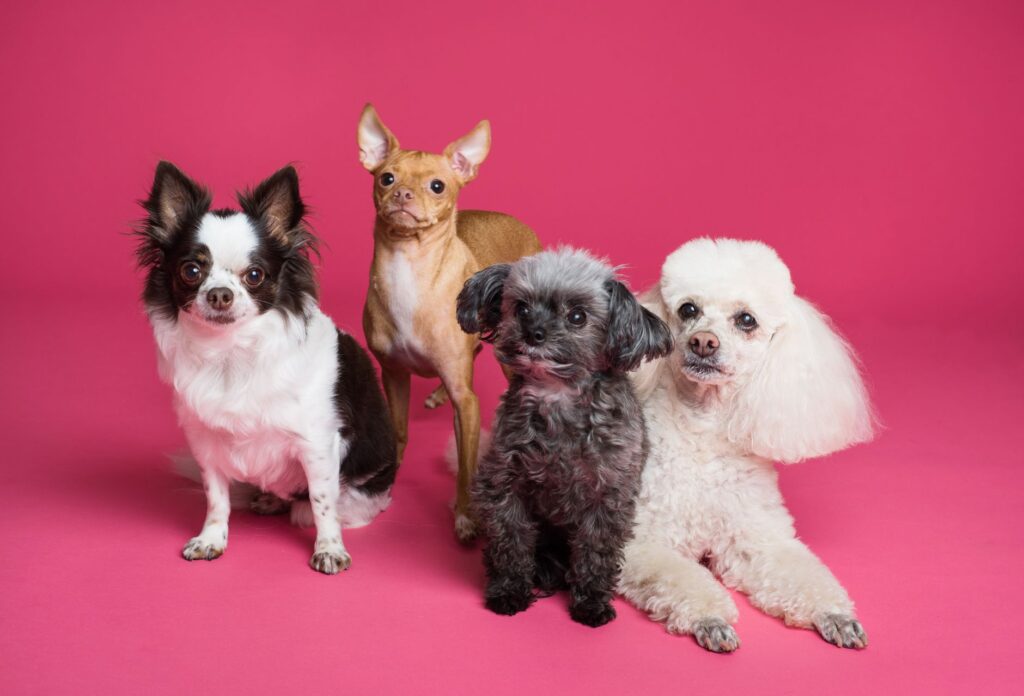 dog food 3299905