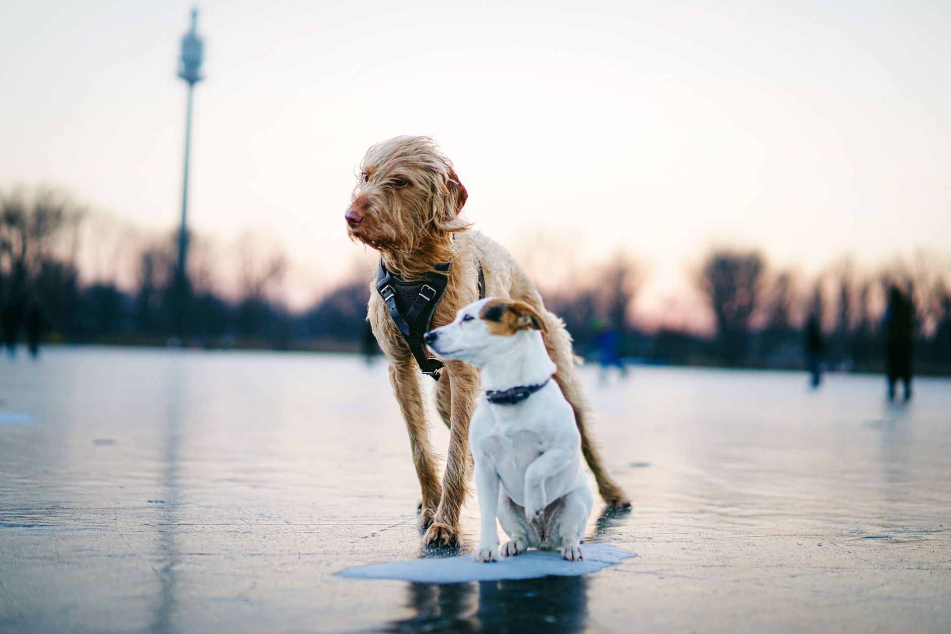 Köpeklerde Sosyalleşmenin Önemi