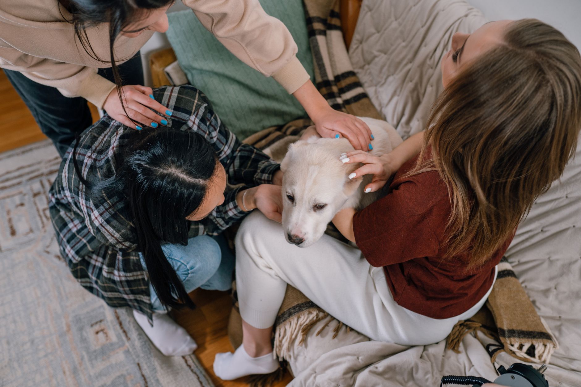 Köpeklerde Sosyalleşmenin Önemi