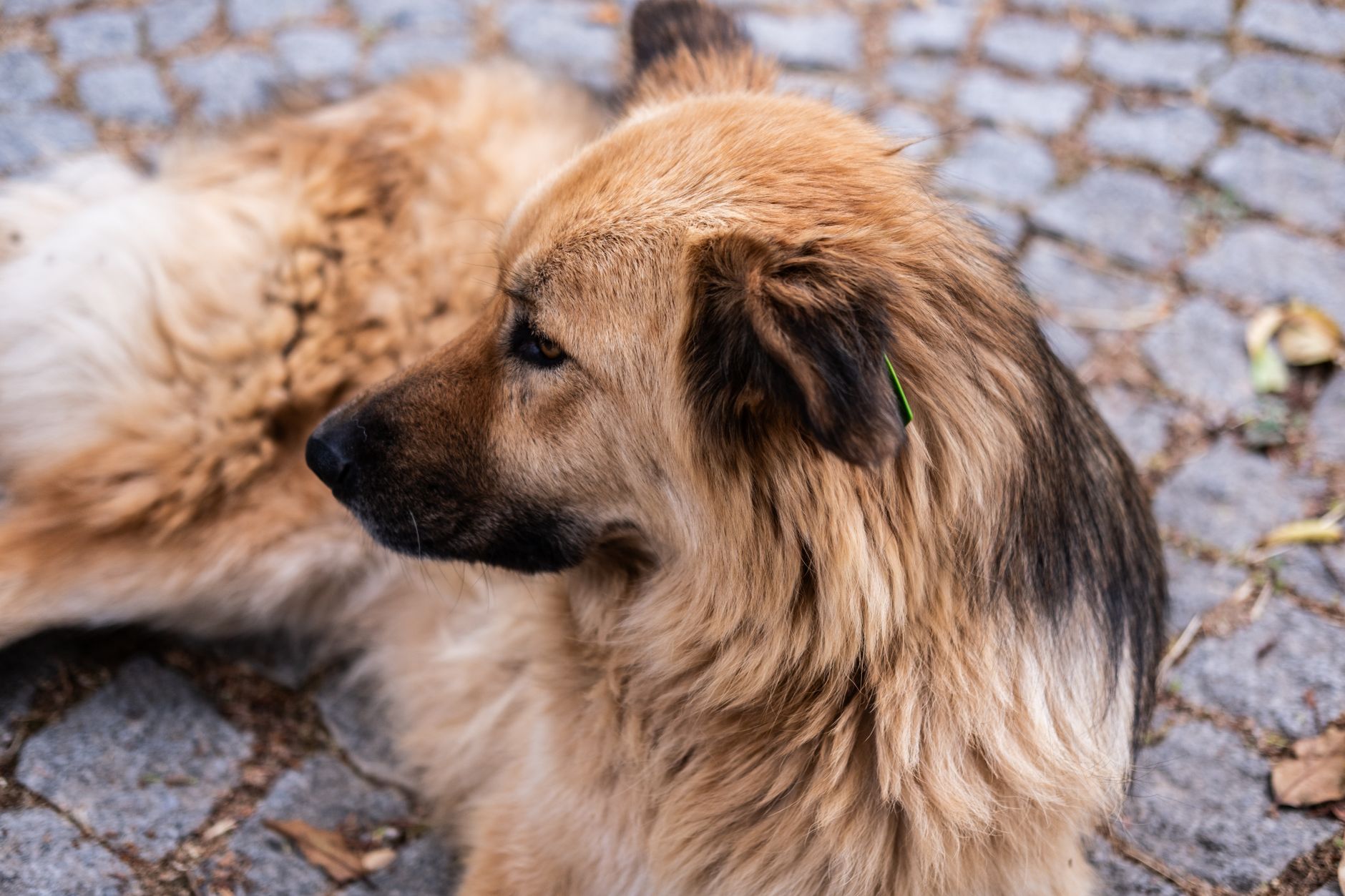 Köpeklerde Kene Isırığı ve Korunma Yöntemleri