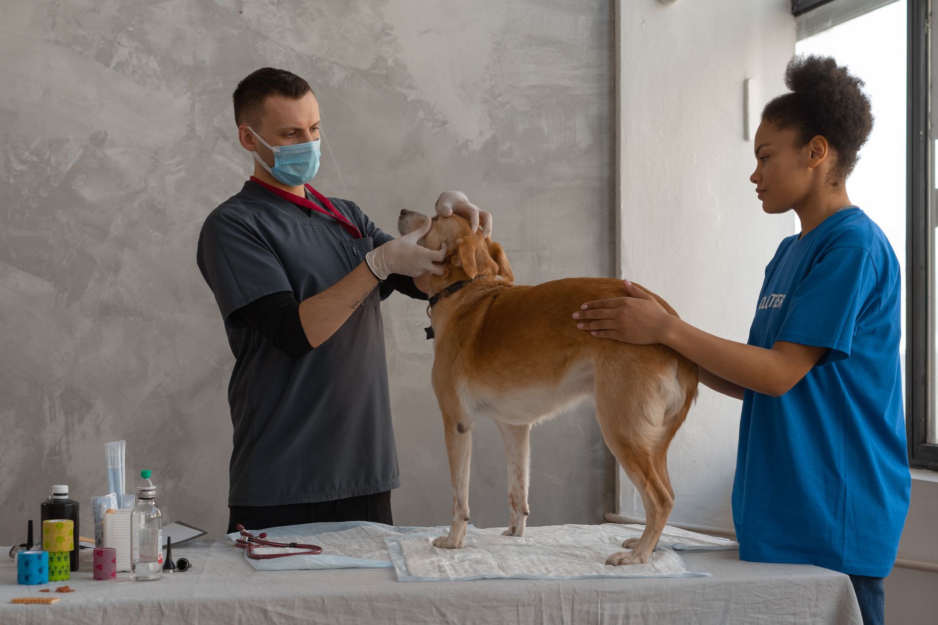 Köpeklerde Kene Isırığı ve Korunma Yöntemleri