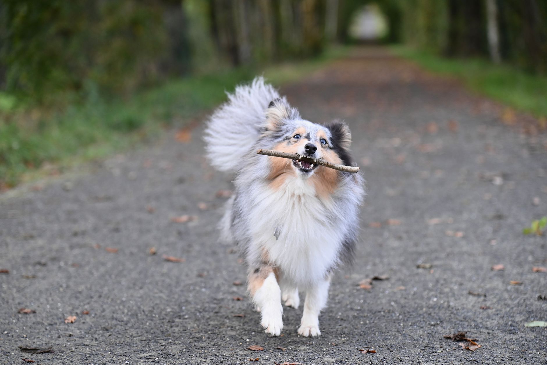 Köpek Eğitimi: Temel Komutlar Nasıl Öğretilir?