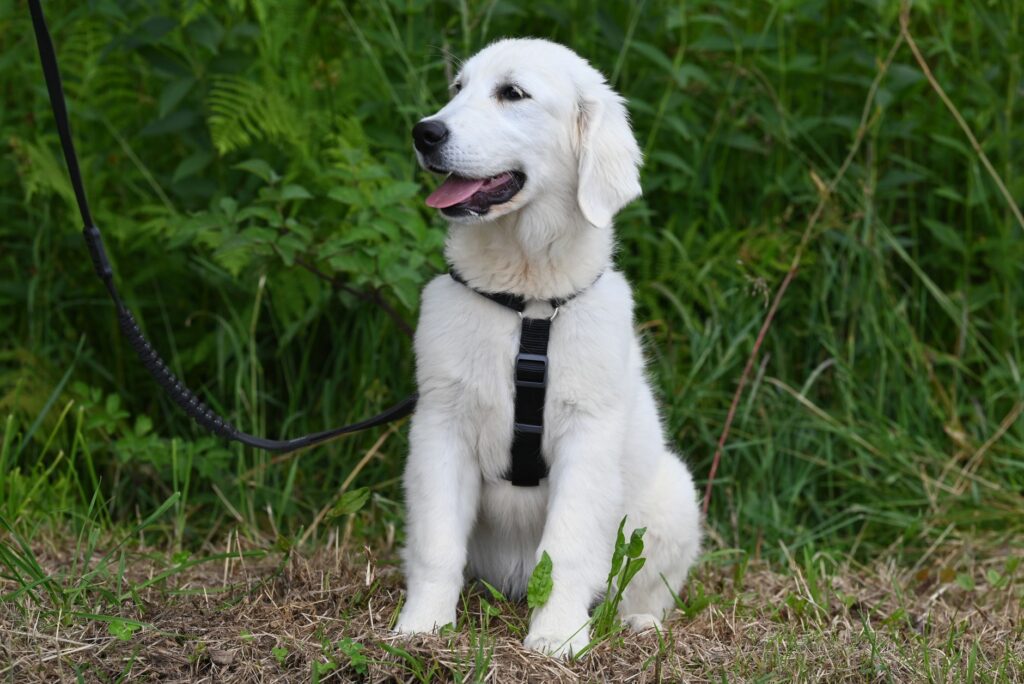 dog training 26705042