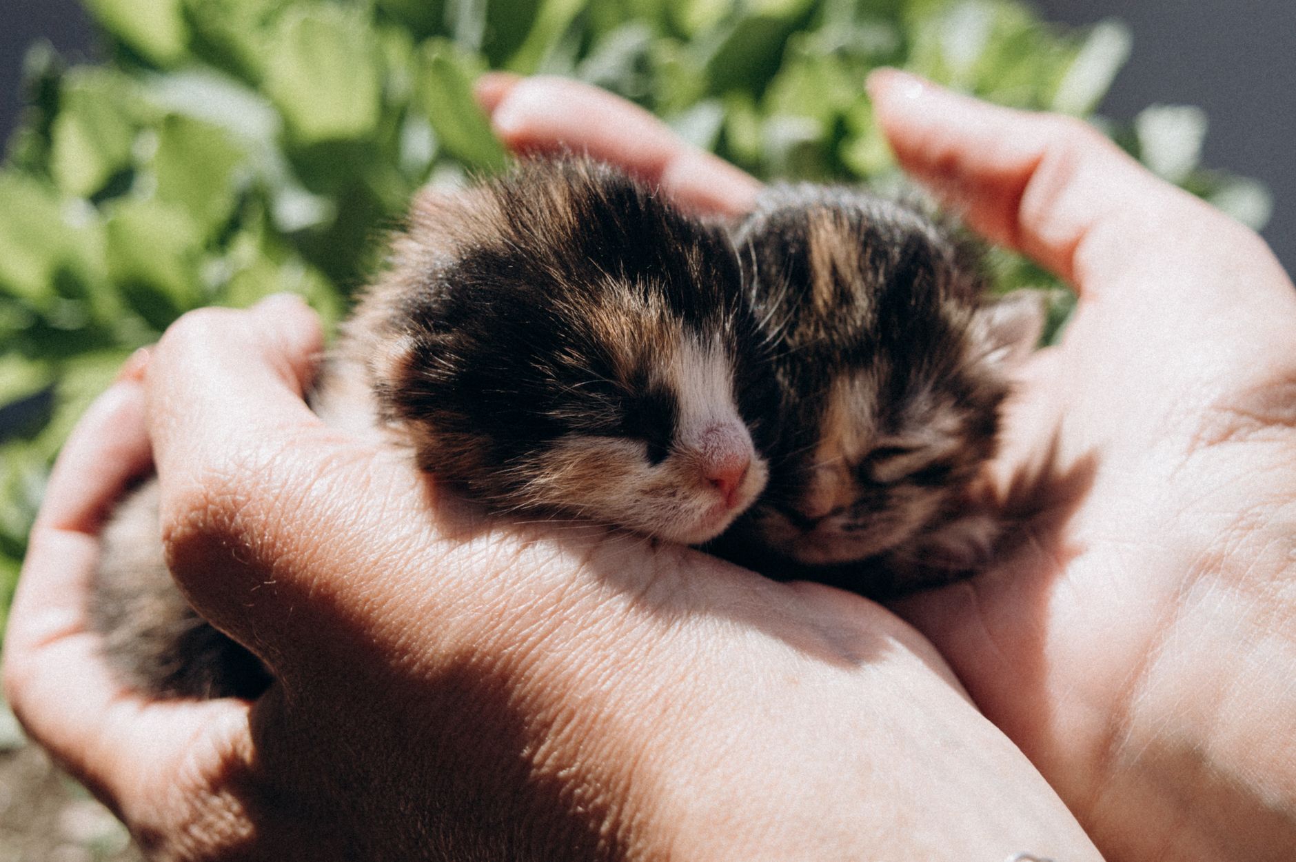 Yavru Kedi Bakımı: Anne Sütünden Mama Geçişi