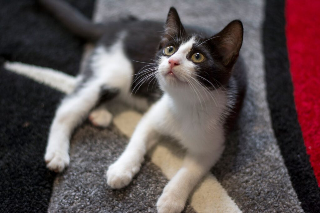 kitten feeding 18113521