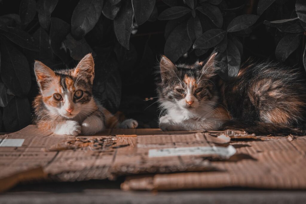 postpartum cat care 29238563