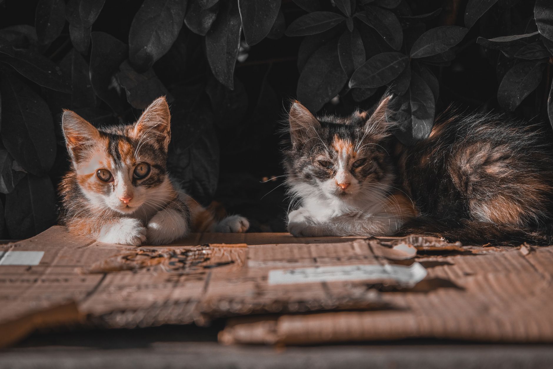 Doğum Sonrası Anne Bakımı