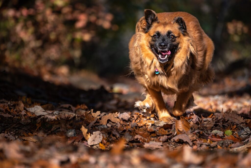 seasonal pet health 31546889