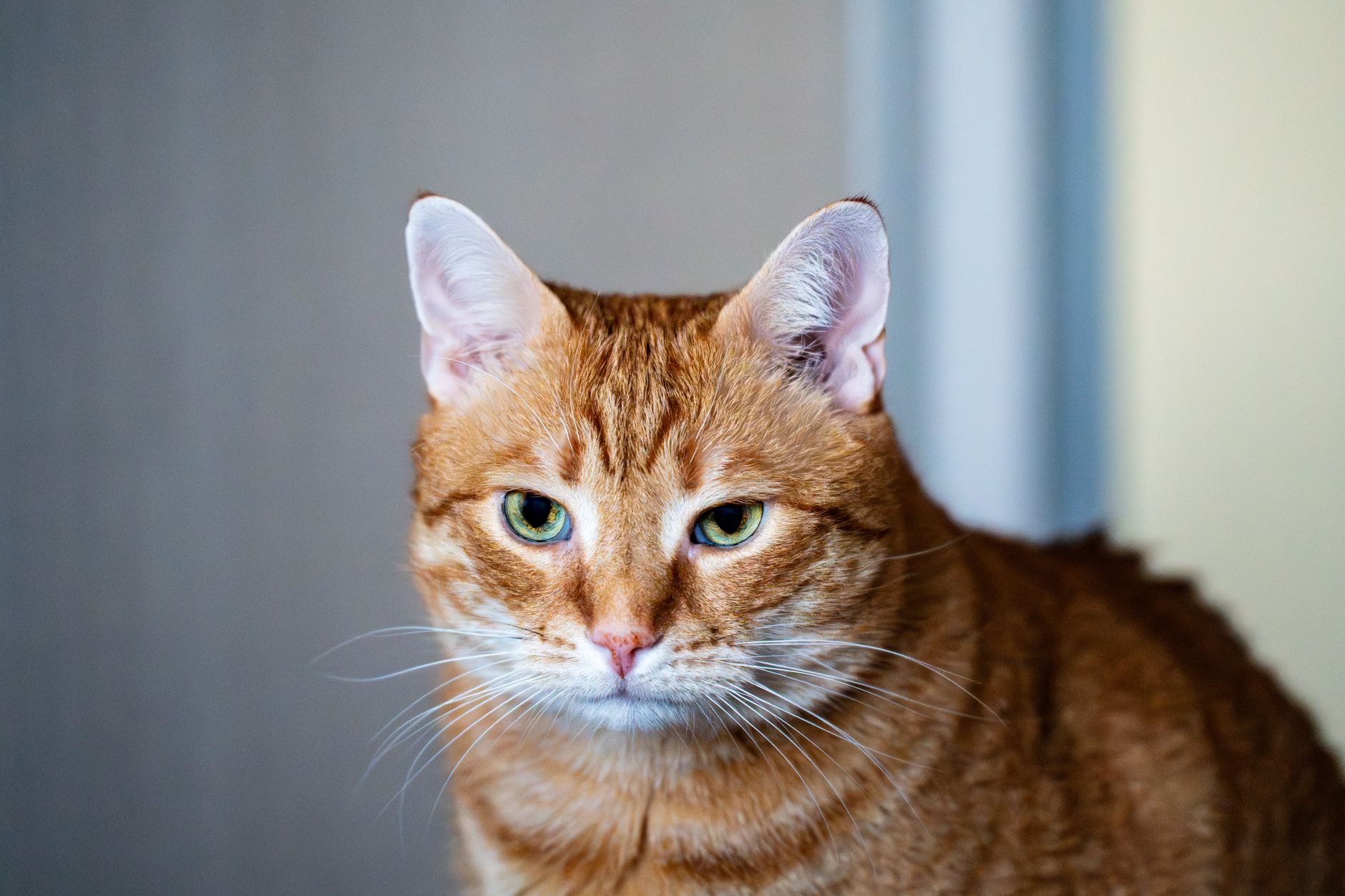Veterinere Gitmek İçin Hasta Olmayı Beklemeyin